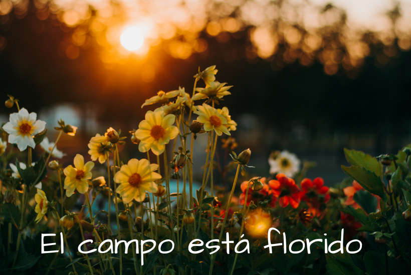 El campo está florido