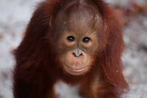 Día del Orangutan en Agosto