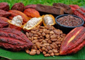 Fruto y semilla del cacao