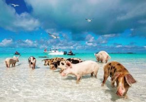 Bahía de los cerdos, Bahamas