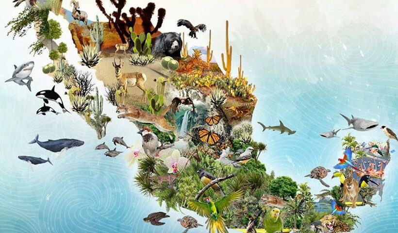 La biodiversidad de la tierra