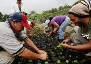 Cultivos de café