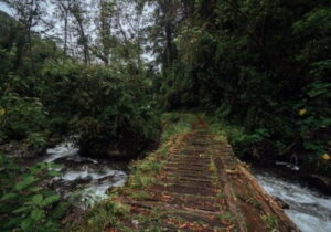 Sendero Los Quetzales