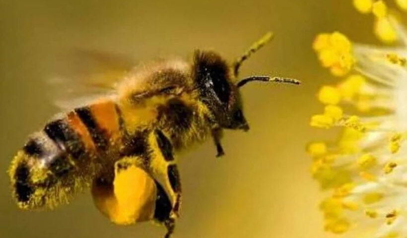 Dia Mundial de las abejas