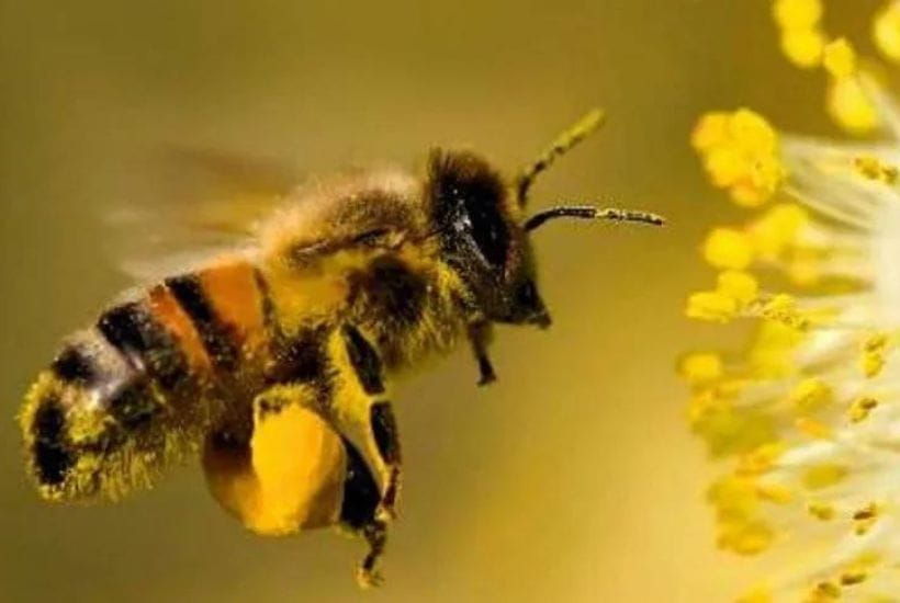 Dia Mundial de las abejas