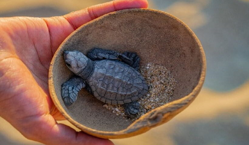 Dias de las tortugas