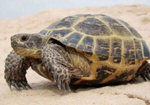 Tortuga terrestre