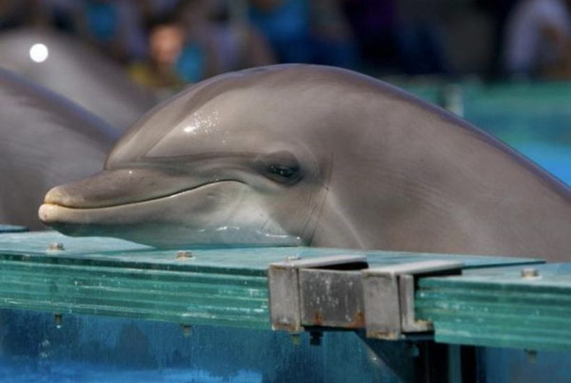 Delfines en Cautiverio