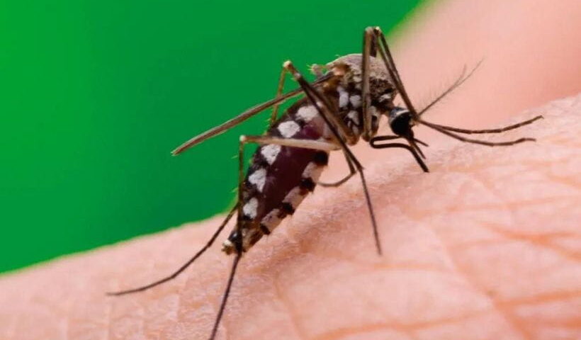 Mosquito transmisor del Dengue