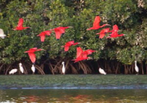 Santuario de aves Caroní