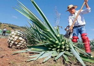 Orígenes de su producción