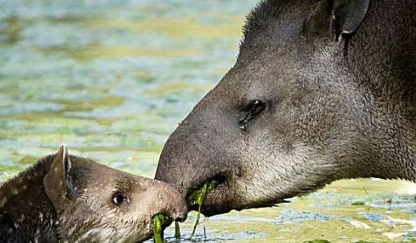 El tapir