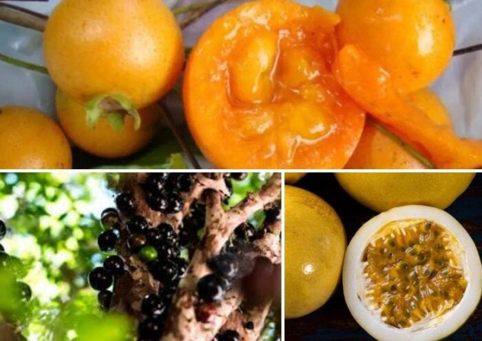 Frutas exóticas de Paraguay
