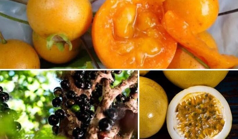 Frutas exóticas de Paraguay