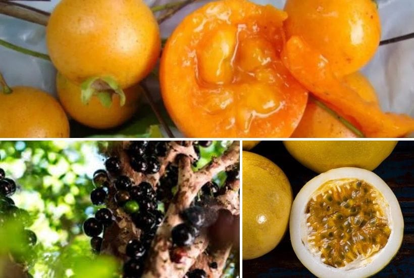 Frutas exóticas de Paraguay