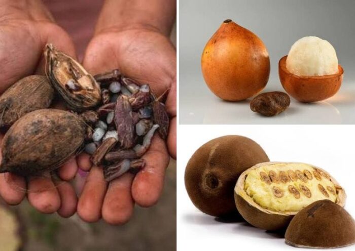 Frutas de la Amazonía boliviana