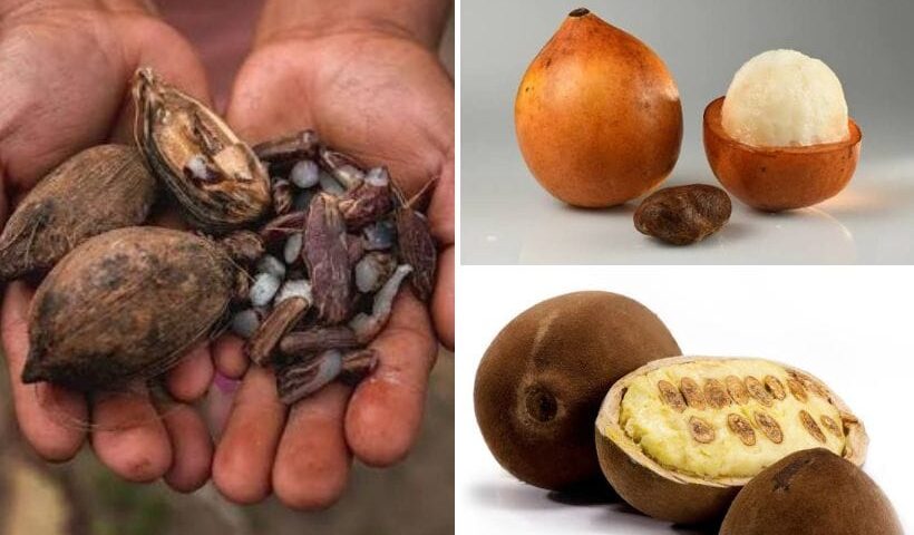 Frutas de la Amazonía boliviana