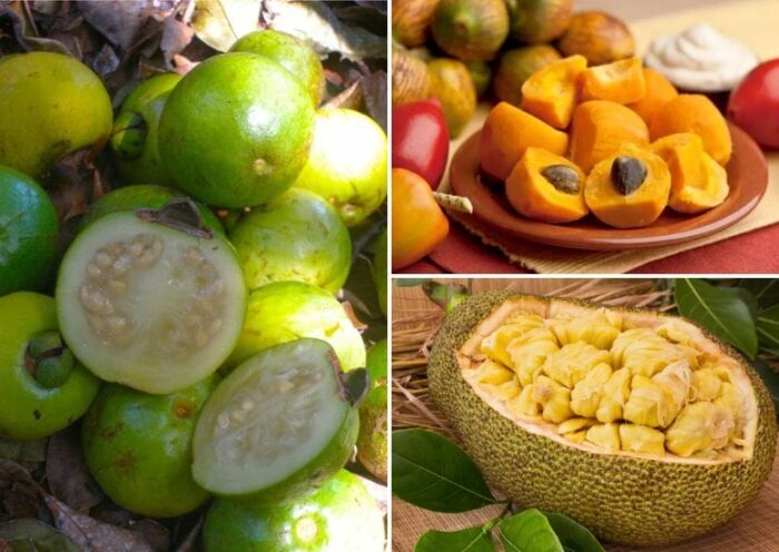 Frutas Exóticas de Costa Rica
