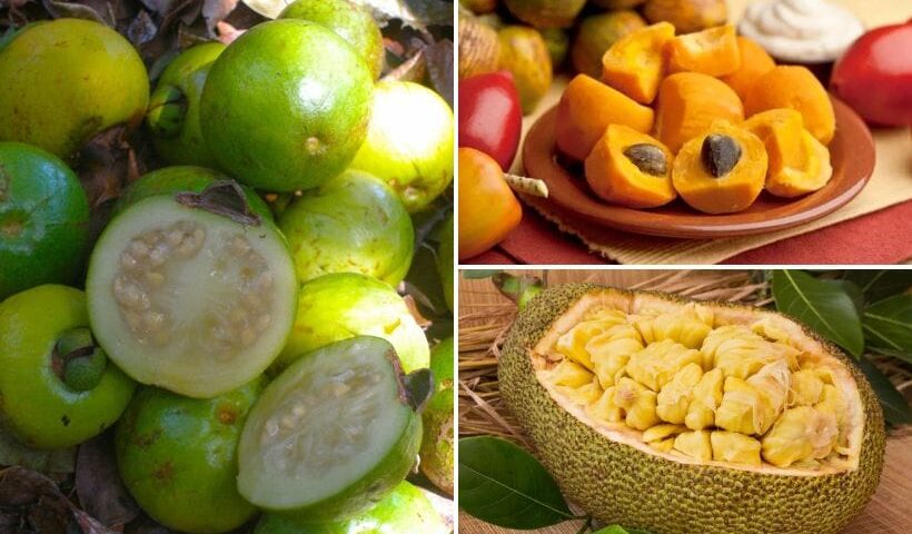 Frutas Exóticas de Costa Rica