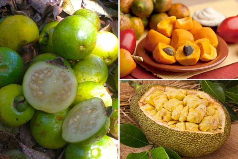 Frutas Exóticas de Costa Rica