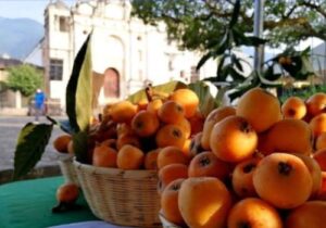 Nísperos de San Juan del Obispo
